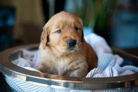 Mr Black, a male Golden Retriever for sale in Austin, TX – 3 of 3