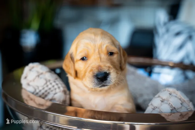 Mr Orange – Golden Retriever puppy for sale in Austin, TX