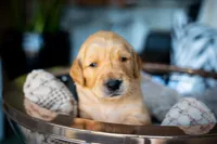 Mr Orange, a male Golden Retriever for sale in Austin, TX – 1 of 7