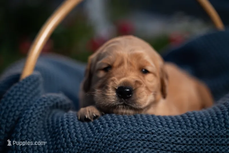 Ms Purple – Golden Retriever puppy for sale in Austin, TX