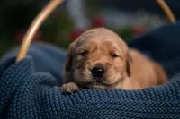 Ms Purple, a female Golden Retriever for sale in Austin, TX – 1 of 3