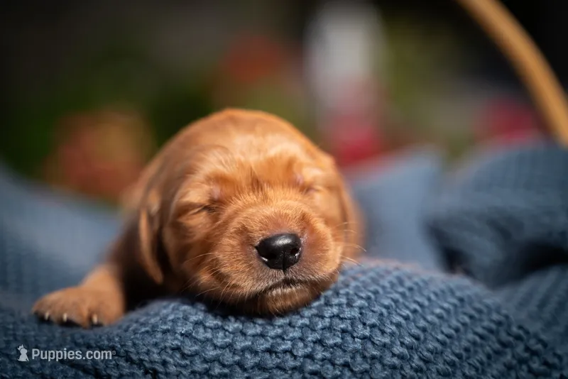 Mr Blue – Golden Retriever puppy for sale in Austin, TX