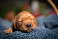 Mr Blue, a male Golden Retriever for sale in Austin, TX – 1 of 5