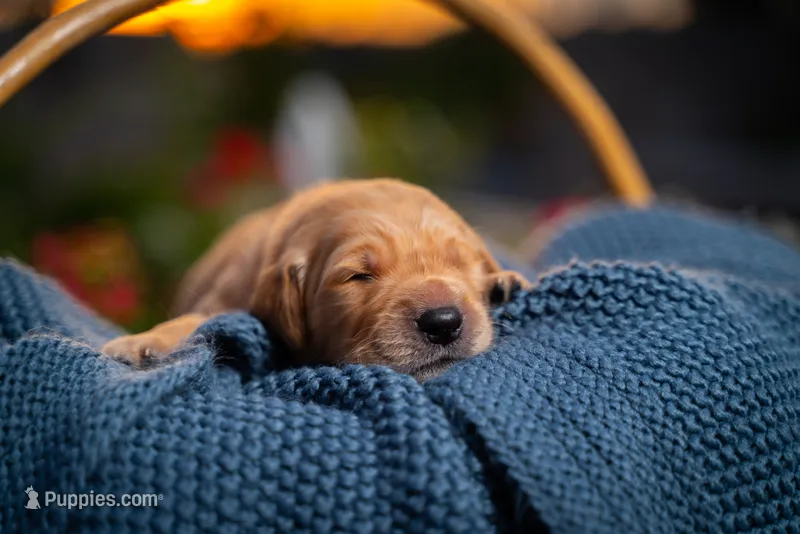 Mr Orange – Golden Retriever puppy for sale in Austin, TX