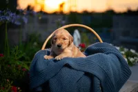 Ms Dark Brown, a female Golden Retriever for sale in Austin, TX – 2 of 3