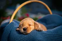 Ms Pink, a female Golden Retriever for sale in Austin, TX – 6 of 6