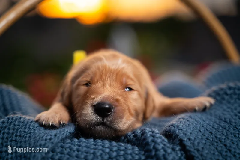 Mr Yellow – Golden Retriever puppy for sale in Austin, TX