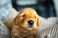 Mr Green, a male Golden Retriever for sale in Austin, TX – 5 of 9