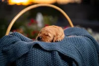 Mr Green, a male Golden Retriever for sale in Austin, TX – 4 of 4