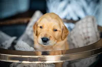 Mr Orange, a male Golden Retriever for sale in Austin, TX – 6 of 7