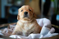 Ms Purple, a female Golden Retriever for sale in Austin, TX – 3 of 7