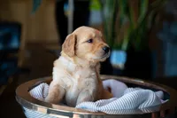 Ms Dark Brown, a female Golden Retriever for sale in Austin, TX – 2 of 5