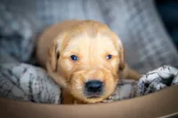Mr Yellow, a male Golden Retriever for sale in Austin, TX – 6 of 6