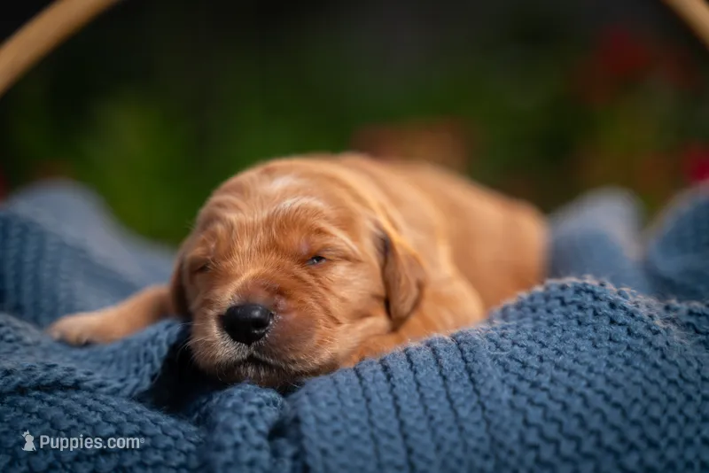 Ms White – Golden Retriever puppy for sale in Austin, TX