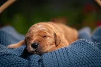 Ms White, a female Golden Retriever for sale in Austin, TX – 1 of 2