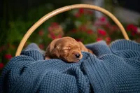 Mr Grey, a male Golden Retriever for sale in Austin, TX – 2 of 3