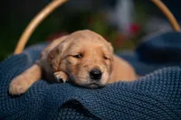 Ms Dark Brown, a female Golden Retriever for sale in Austin, TX – 3 of 3