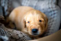 Mr Yellow, a male Golden Retriever for sale in Austin, TX – 5 of 6