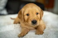 Mr Yellow, a male Golden Retriever for sale in Llano, TX – 1 of 9