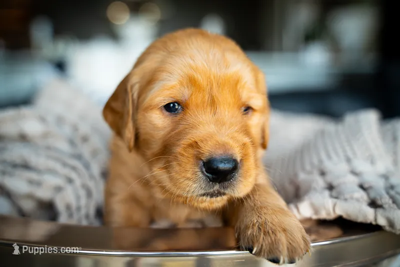 Mr Blue – Golden Retriever puppy for sale in Austin, TX