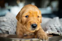 Mr Blue, a male Golden Retriever for sale in Austin, TX – 1 of 10