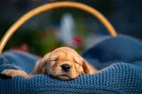 Ms Pink, a female Golden Retriever for sale in Austin, TX – 3 of 6
