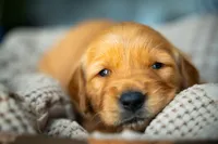 Ms White, a female Golden Retriever for sale in Austin, TX – 3 of 6
