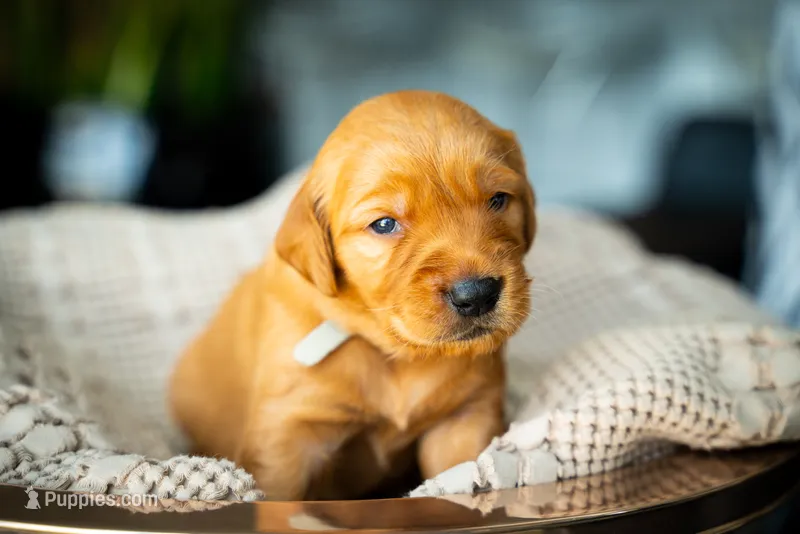 Mr Grey – Golden Retriever puppy for sale in Austin, TX
