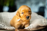 Mr Grey, a male Golden Retriever for sale in Austin, TX – 1 of 10