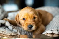 Ms White, a female Golden Retriever for sale in Austin, TX – 5 of 6