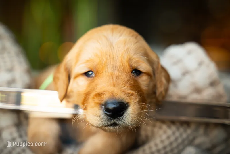 Mr Green – Golden Retriever puppy for sale in Austin, TX