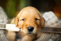 Mr Green, a male Golden Retriever for sale in Austin, TX – 1 of 9