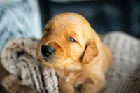 Mr Green, a male Golden Retriever for sale in Austin, TX – 3 of 9