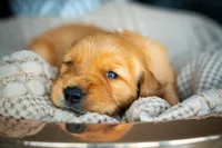 Ms White, a female Golden Retriever for sale in Austin, TX – 6 of 6