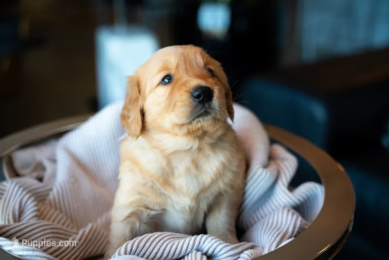 Ms Purple – Golden Retriever puppy for sale in Austin, TX