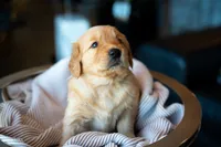 Ms Purple, a female Golden Retriever for sale in Austin, TX – 1 of 7