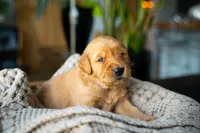 Mr Blue, a male Golden Retriever for sale in Austin, TX – 8 of 10