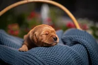 Mr Blue, a male Golden Retriever for sale in Austin, TX – 2 of 5