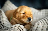 Mr Green, a male Golden Retriever for sale in Austin, TX – 6 of 9