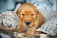 Mr Blue, a male Golden Retriever for sale in Austin, TX – 5 of 10