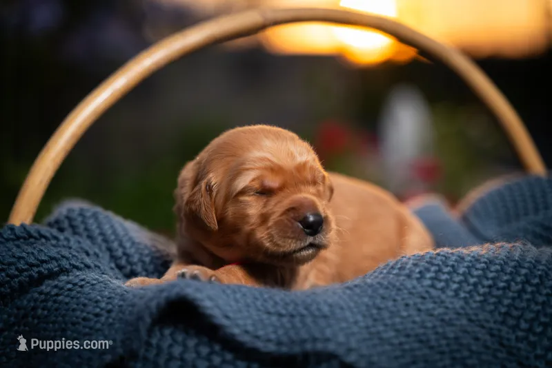 Ms Red – Golden Retriever puppy for sale in Austin, TX