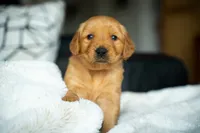 Ms Red, a female Golden Retriever for sale in Llano, TX – 3 of 8