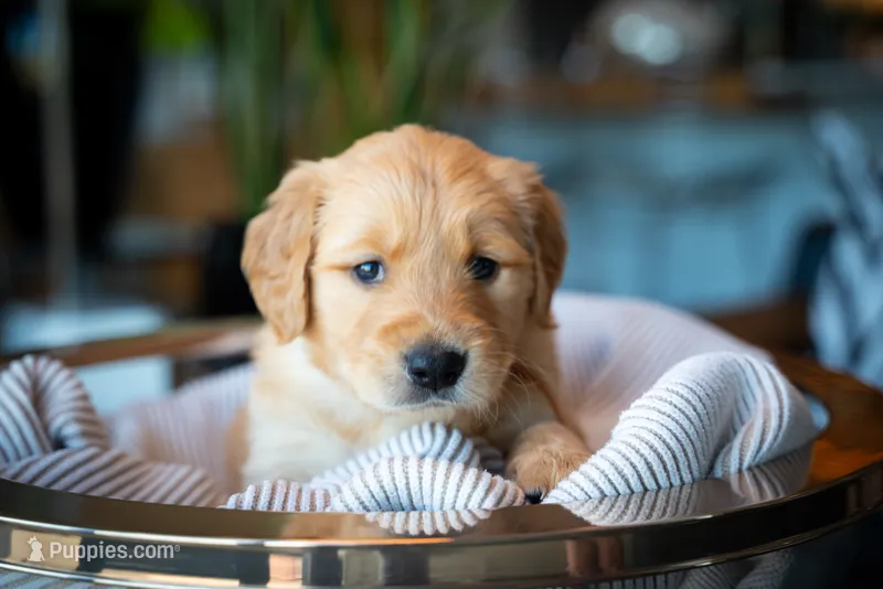 Ms Dark Brown – Golden Retriever puppy for sale in Austin, TX