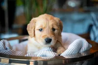 Ms Dark Brown, a female Golden Retriever for sale in Austin, TX – 1 of 5