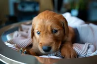 Mr Light Brown, a male Golden Retriever for sale in Austin, TX – 3 of 5