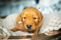 Mr Grey, a male Golden Retriever for sale in Austin, TX – 5 of 10