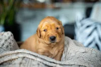 Mr Blue, a male Golden Retriever for sale in Austin, TX – 3 of 10