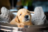 Mr Orange, a male Golden Retriever for sale in Austin, TX – 4 of 7