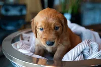 Mr Light Brown, a male Golden Retriever for sale in Austin, TX – 2 of 5