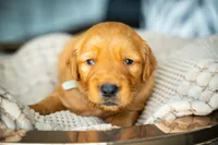 Mr Grey, a male Golden Retriever for sale in Austin, TX – 8 of 10